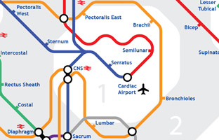 Infographics of Human Body in Tube Map Style